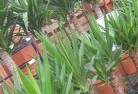 Barcaldineplant-nursery-10.jpg; ?>